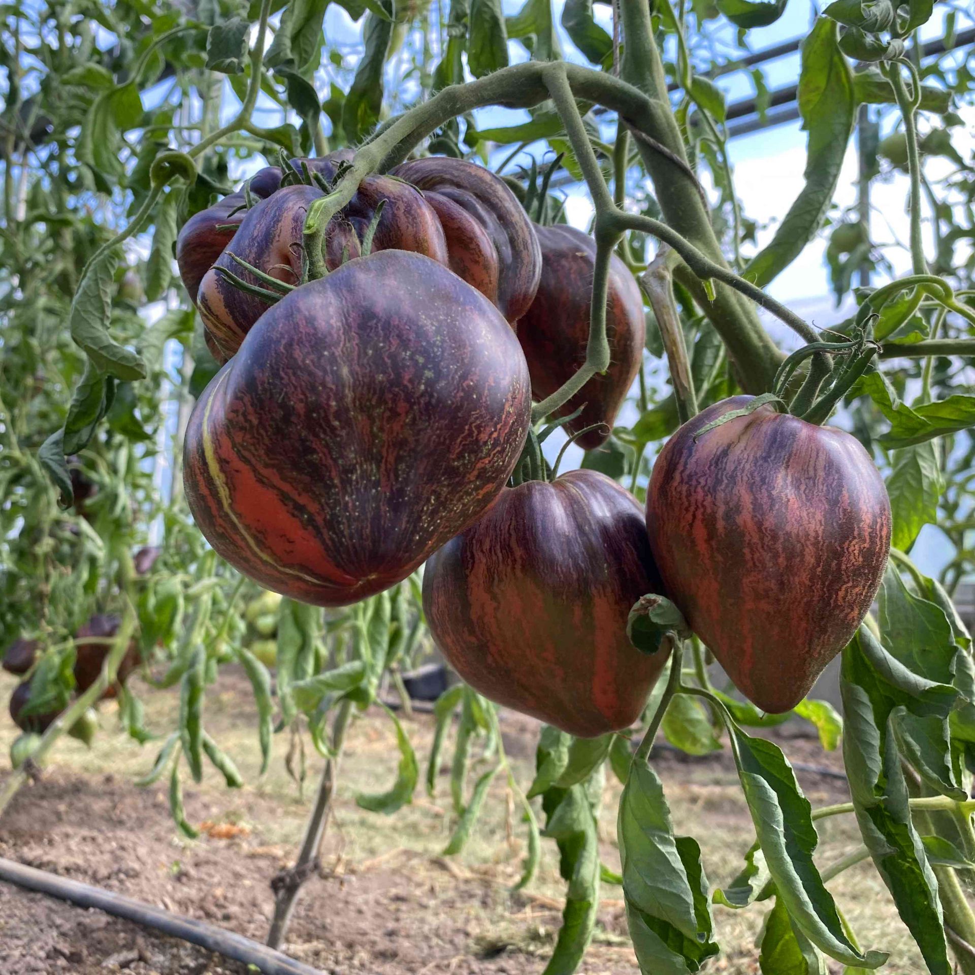 Saatgut / Samen von der Tomate Rebel Starfighter Prime